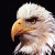 516.gif